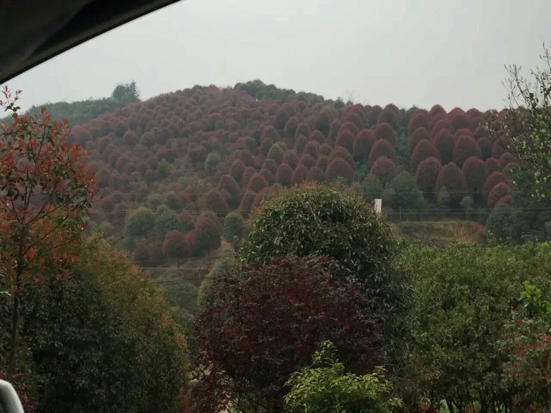 红叶石楠苗湖南红叶石楠红叶石楠杯苗工程苗