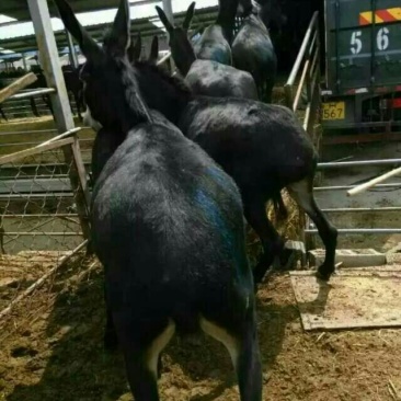 肉驴400~500斤