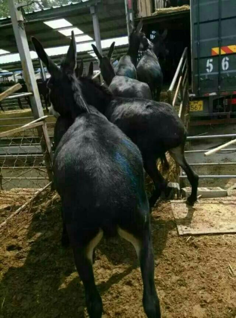 肉驴400~500斤