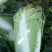 北京新三号白菜2~3斤