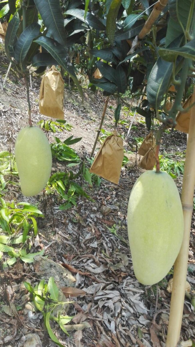 金煌芒