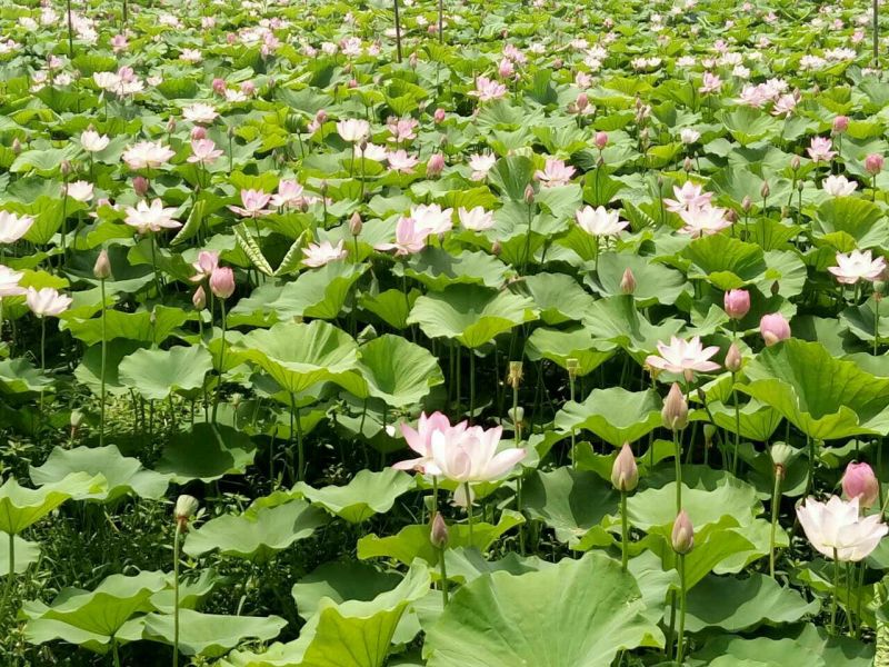 莲蓬微山湖野生湖莲