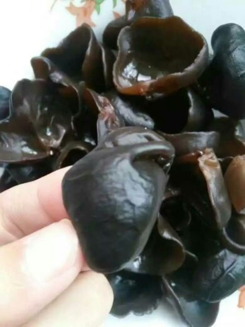 秋耳一级