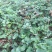 草莓苗10~20cm