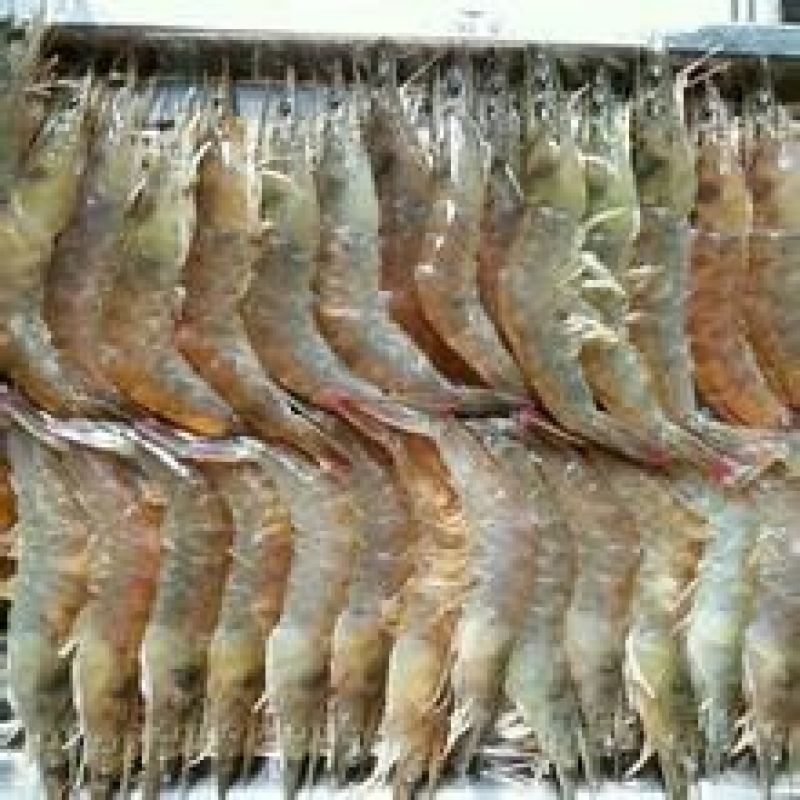对虾干