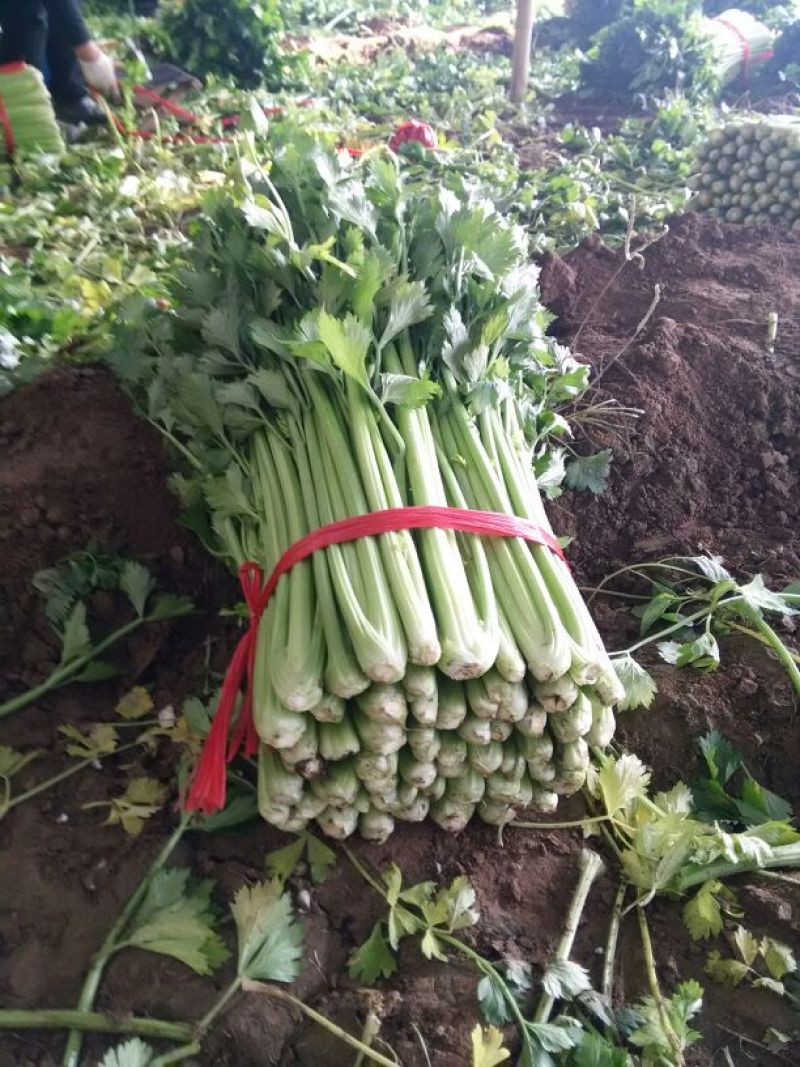 冷棚芹菜上市，黄亮杆叶片好中颗菜，按需装货全国发货