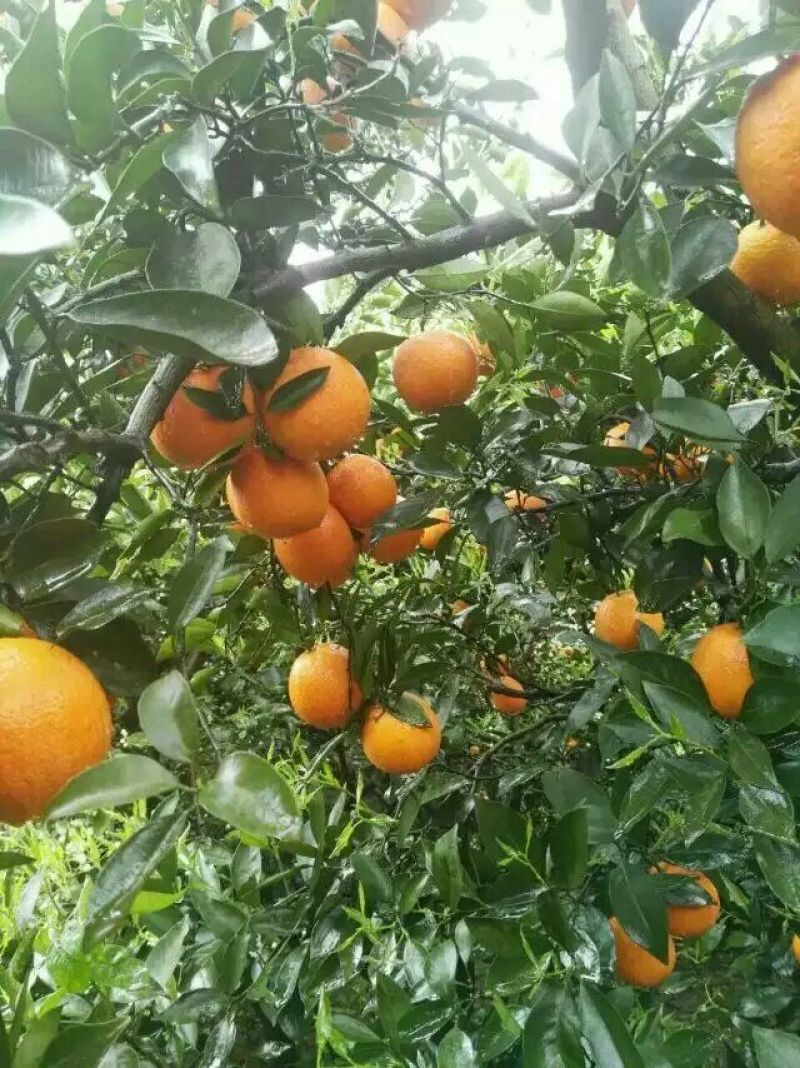 秭归精品夏橙/产地直发/量大从优/货真价实/一手货源
