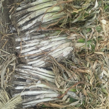 长白大葱25~30cm毛葱2cm左右