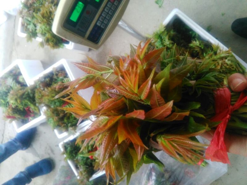 产地代发云南山西红香椿山西香椿产地直发全国大棚香椿芽陕西