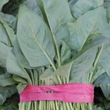 大叶菠菜10~15厘米