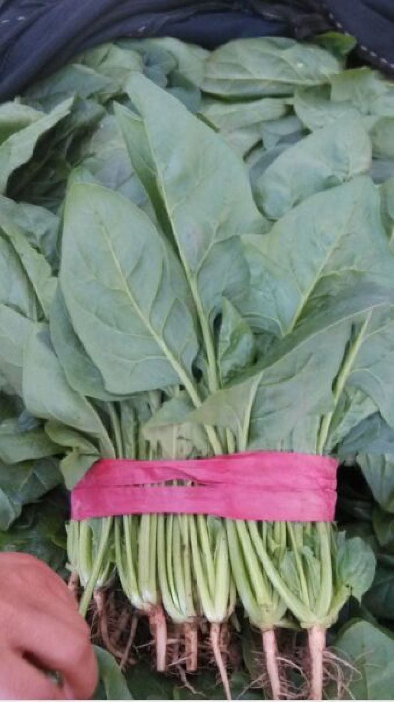 大叶菠菜10~15厘米