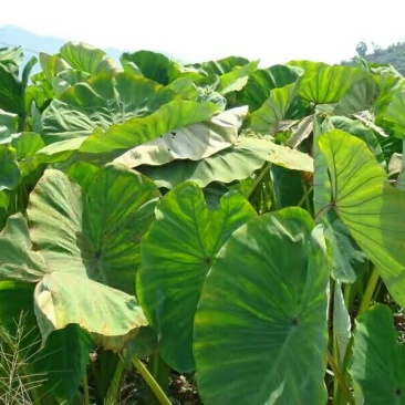 槟榔芋，，个大饱满，少泥