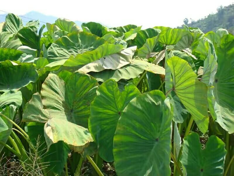 槟榔芋，，个大饱满，少泥
