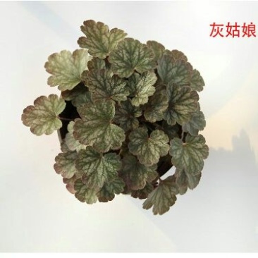 彩叶草