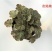 彩叶草