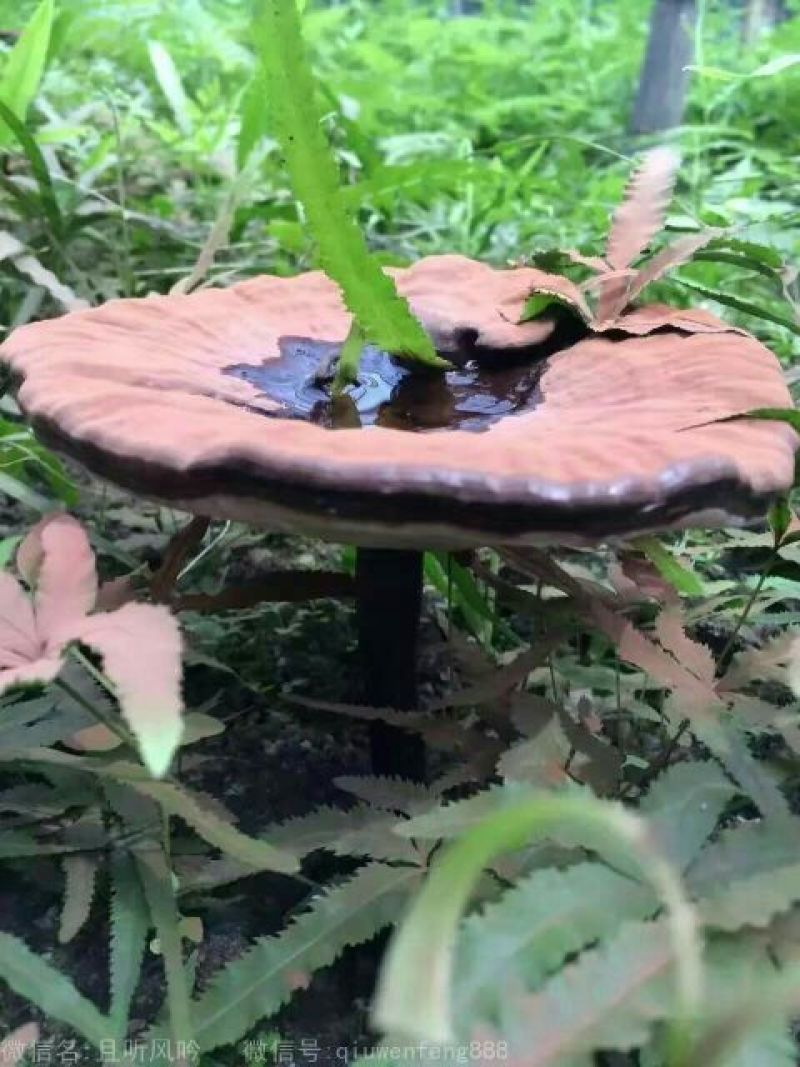 灵芝12~15公分