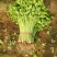 法国皇后芹菜