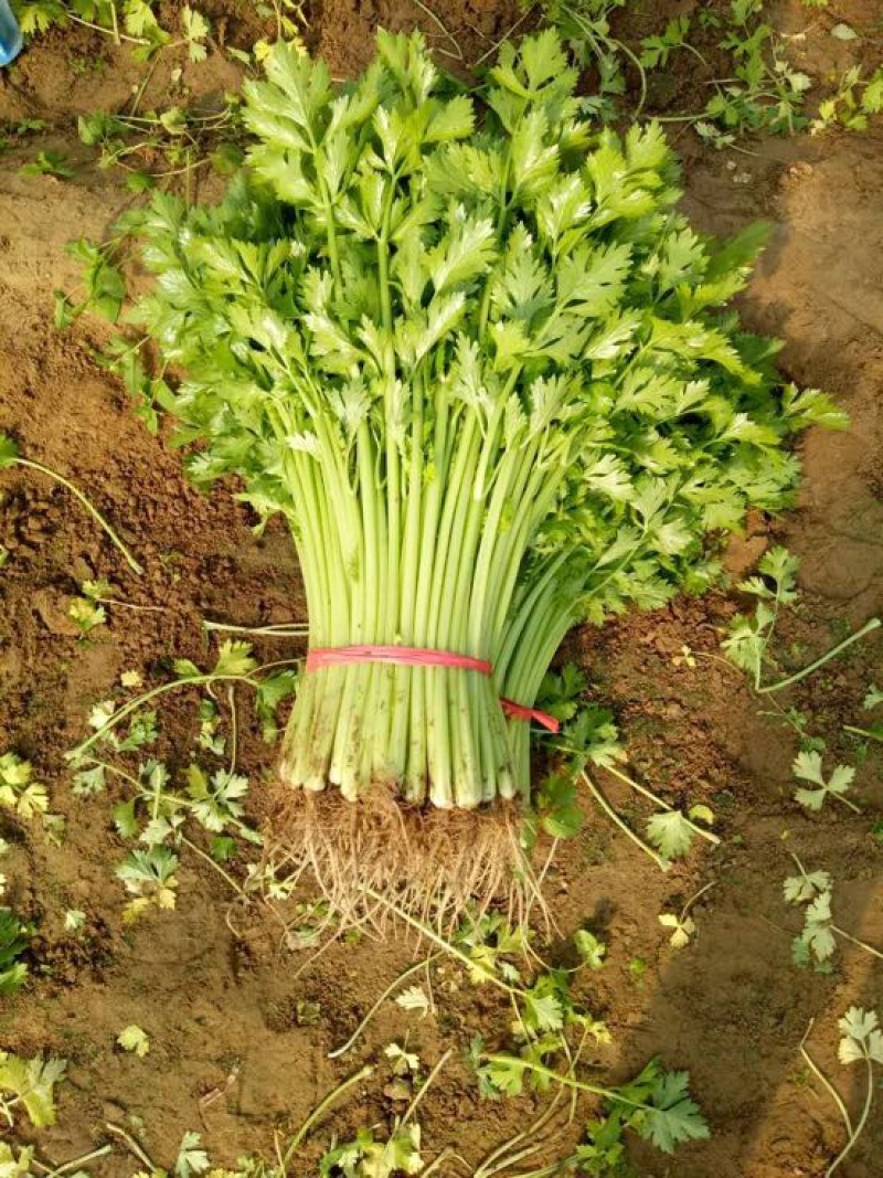 法国皇后芹菜
