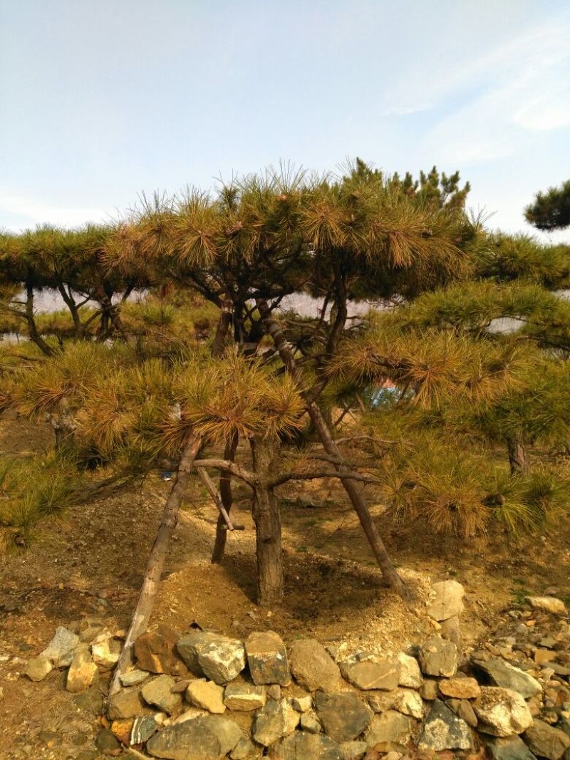 黑松18~20cm16~18cm3.5~4米