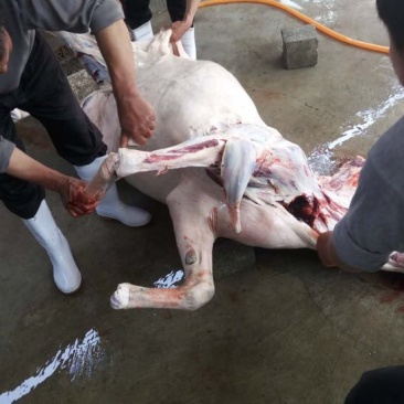 驴肉