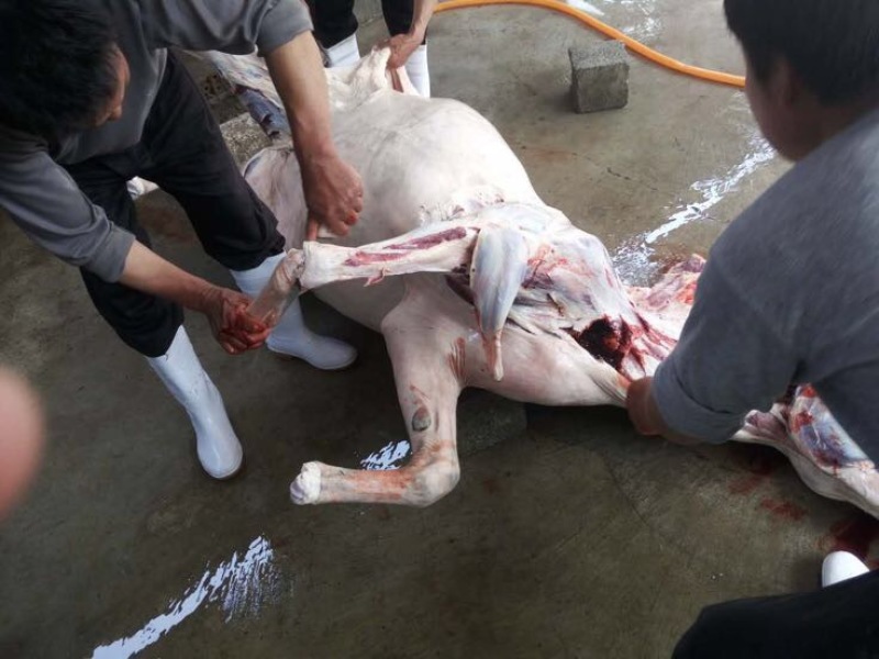 驴肉