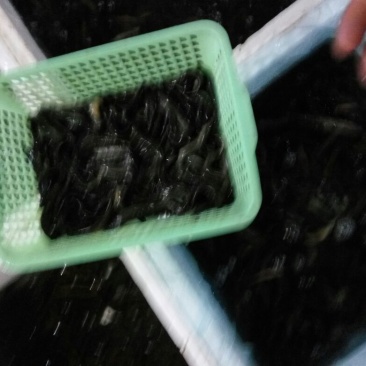台湾泥鳅食用人工养殖8~10cm