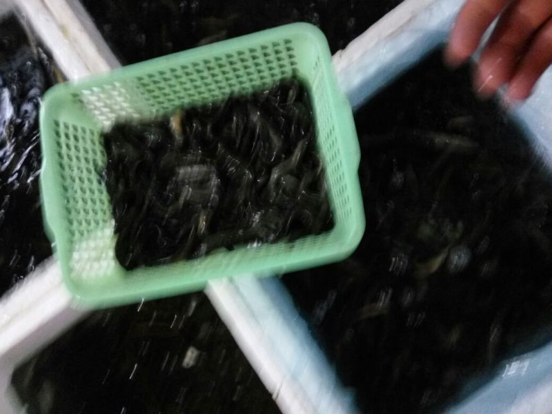 台湾泥鳅食用人工养殖8~10cm