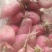 红皮萝卜1~1.5斤起