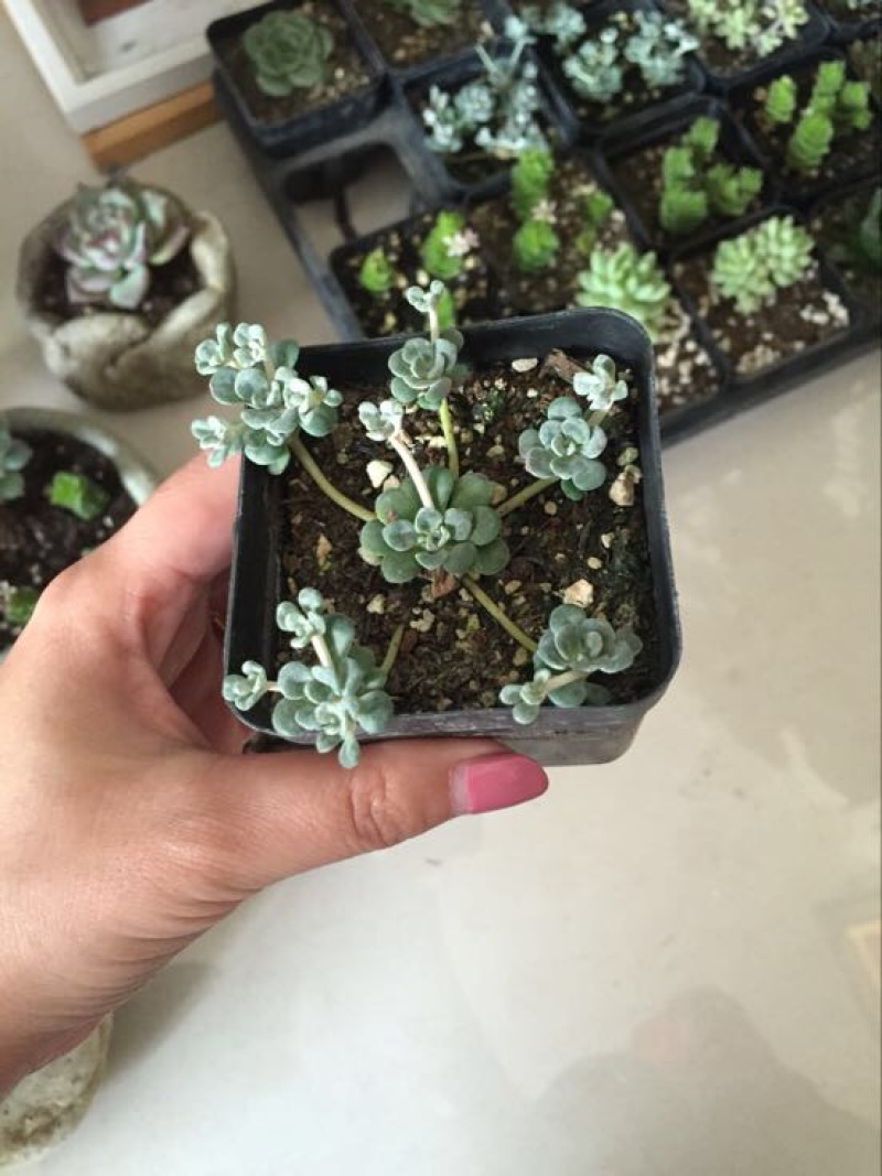 多肉植物