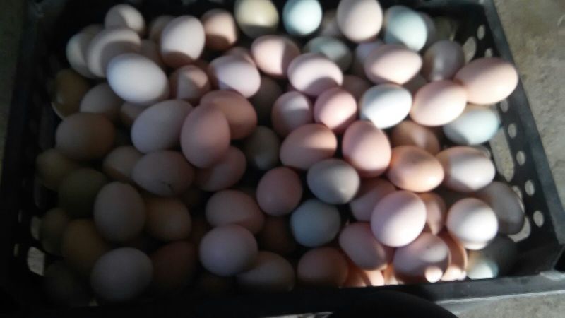 绿壳鸡蛋食用50~60g