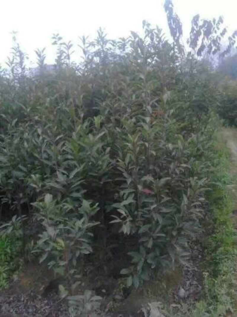 状元红桂花苗