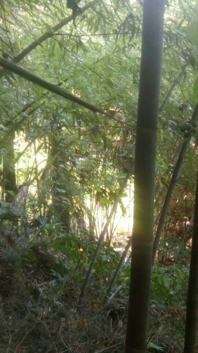 绿竹3~4m