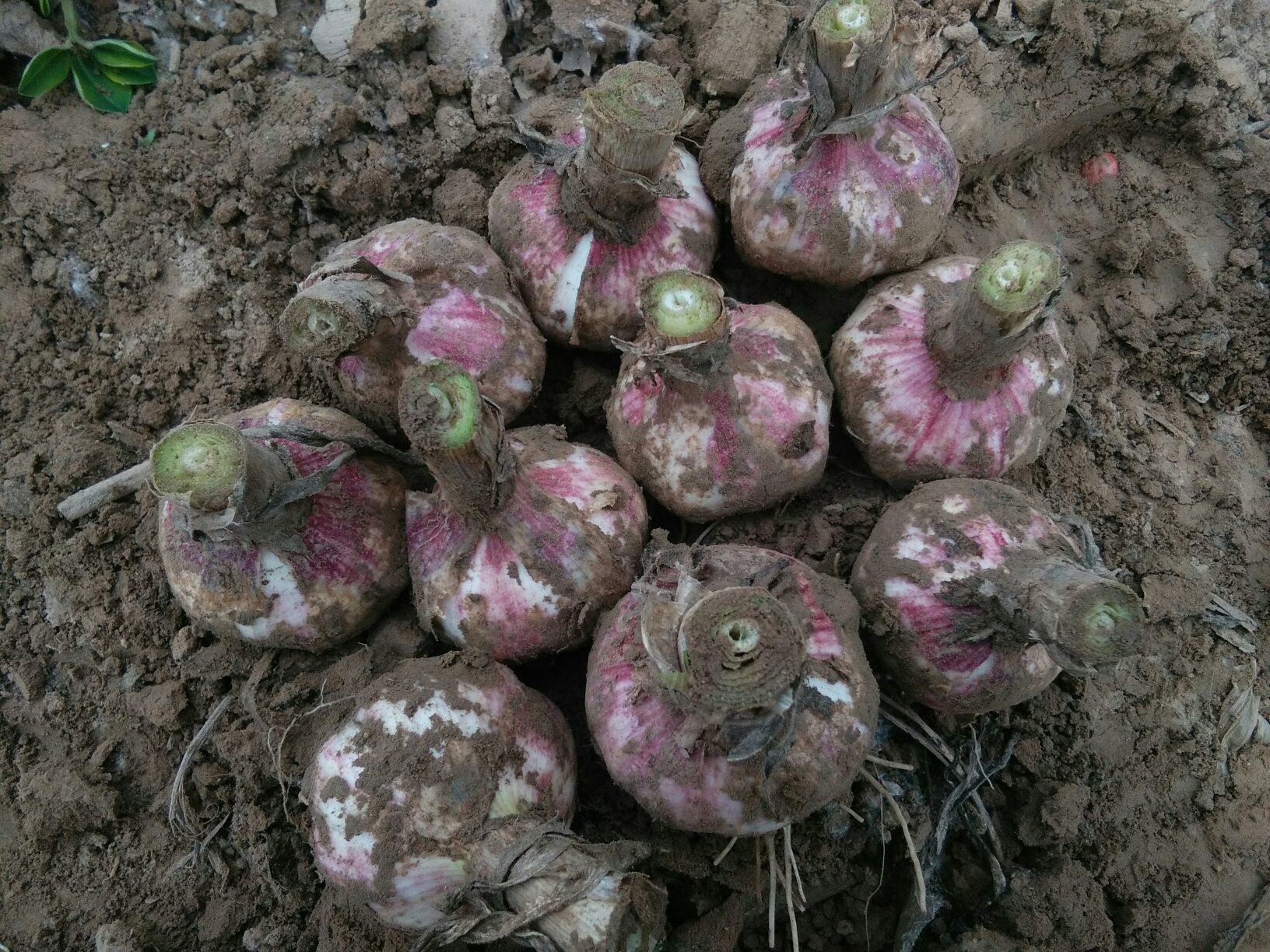 大蒜河南开封市杞县_批发_供应-一亩田农业网