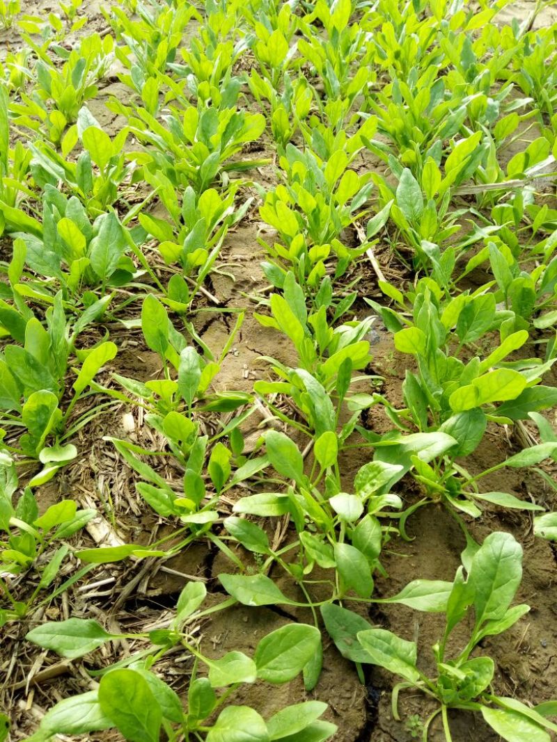 越冬菠菜15~20厘米