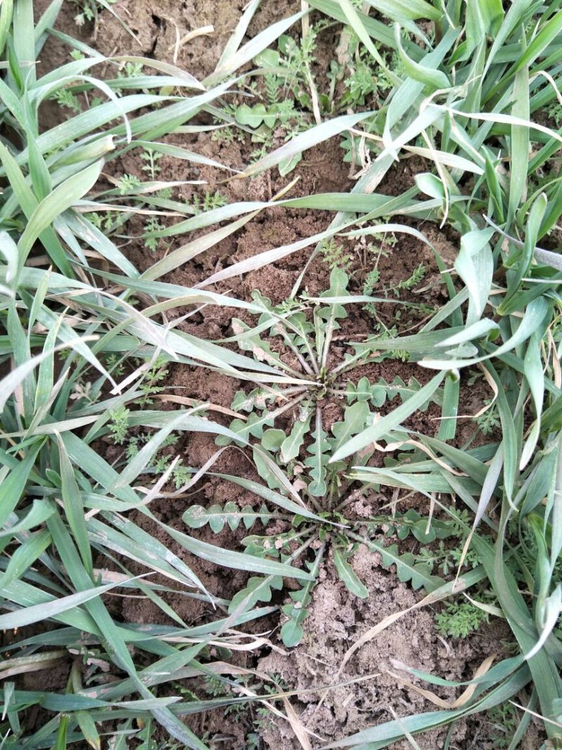 荠菜10cm以上