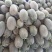 伽师瓜