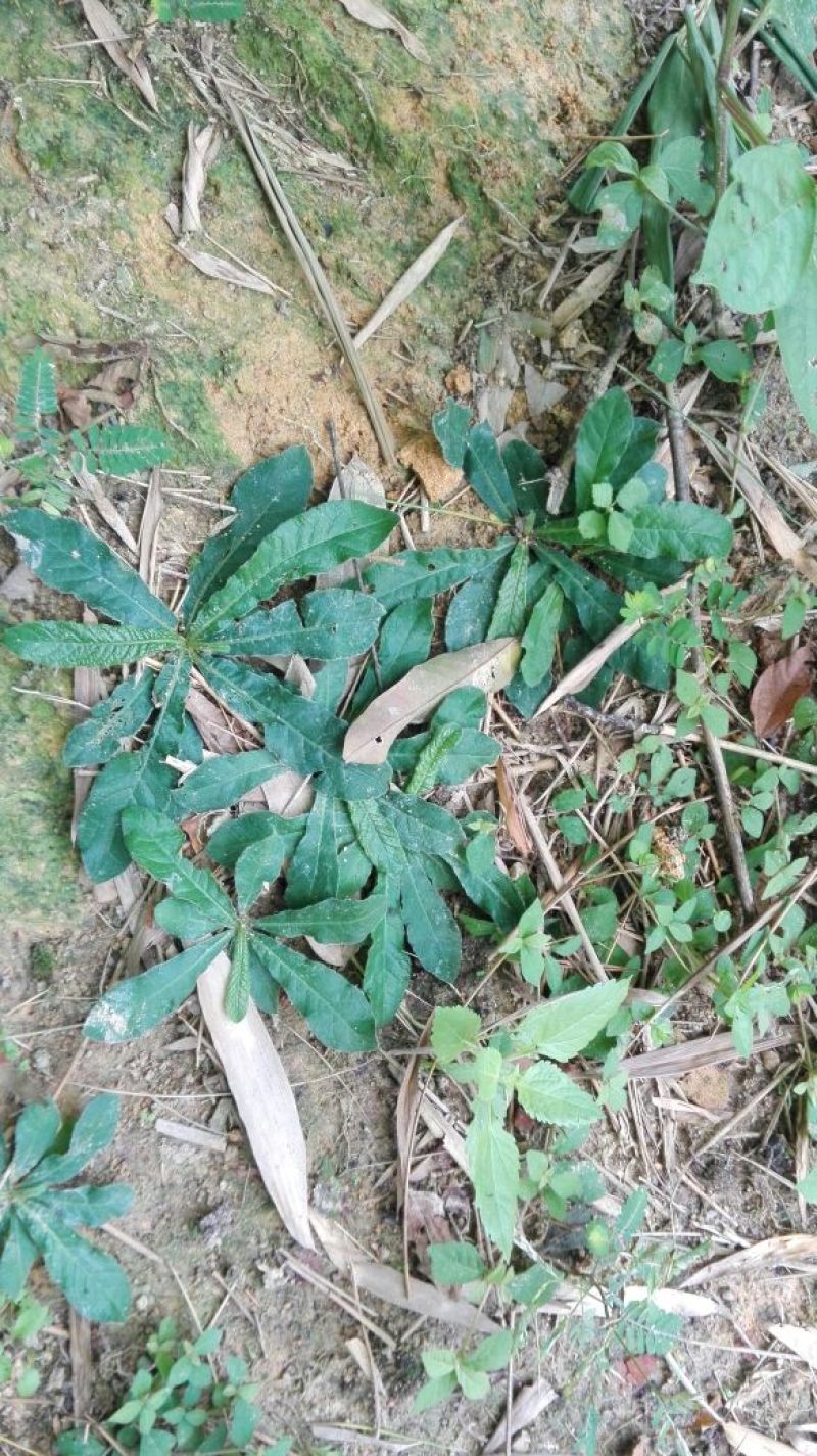地胆草