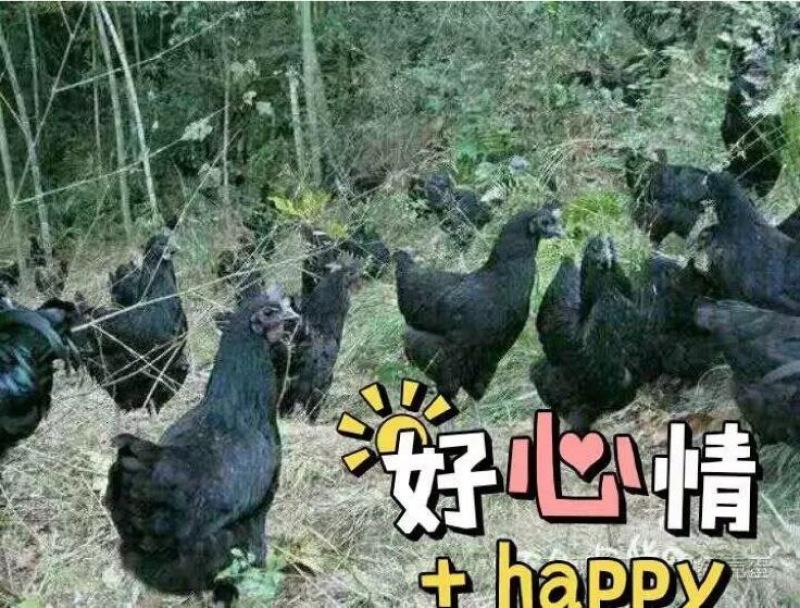 土鸡蛋