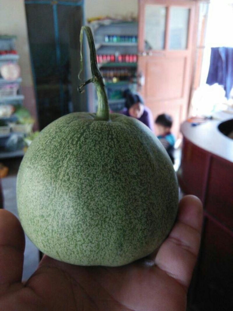 绿宝甜瓜，3用上市精品甜瓜