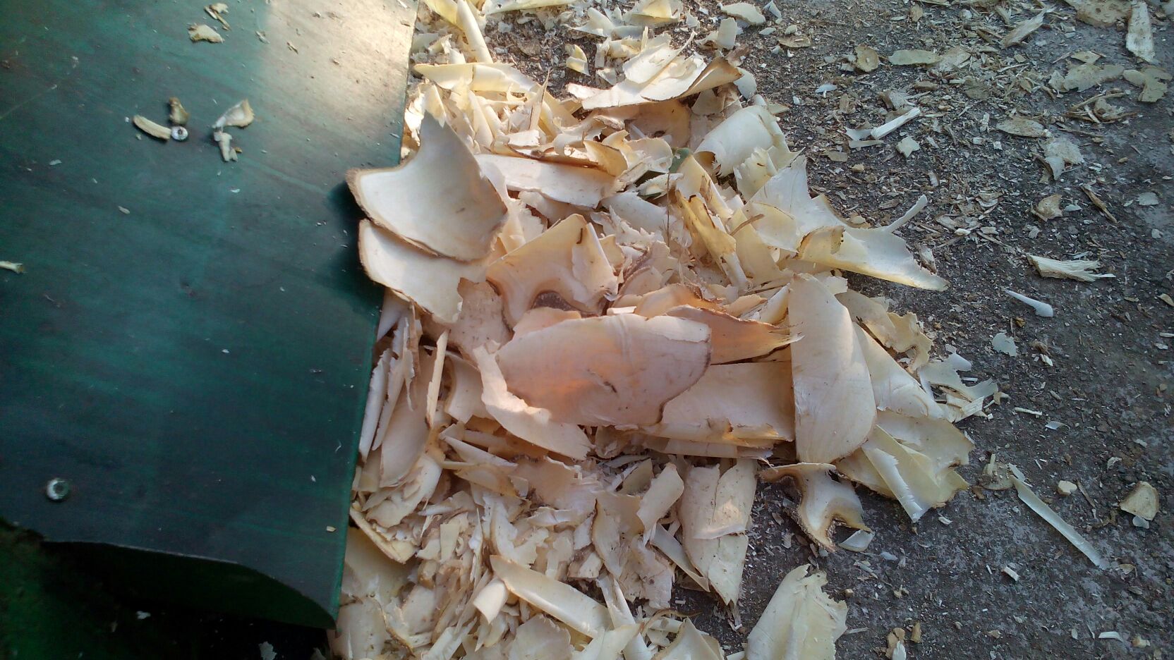 广东肇庆市德庆县三叉苦批发_徐振星供应_一亩田农业网