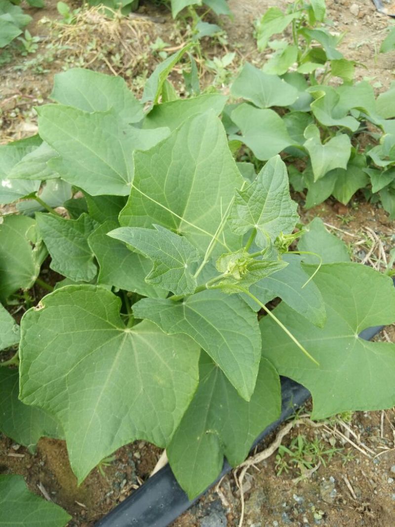 龙须菜嫩