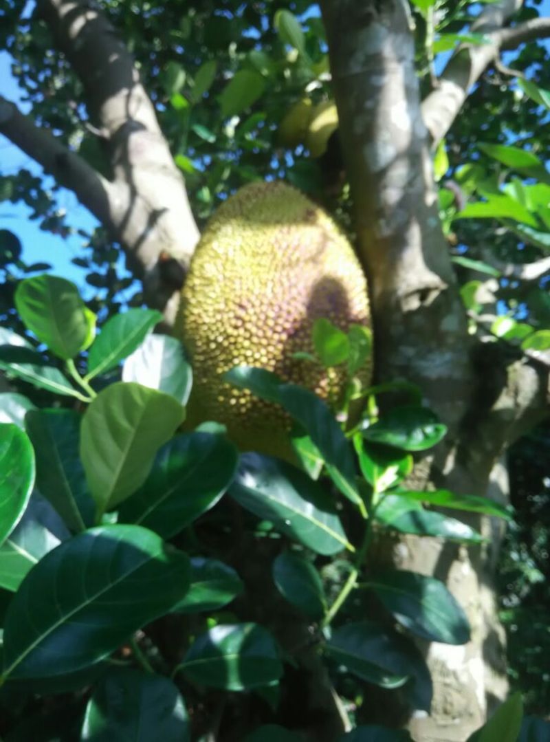 菠萝蜜5~10斤，68/个，广东省内包邮