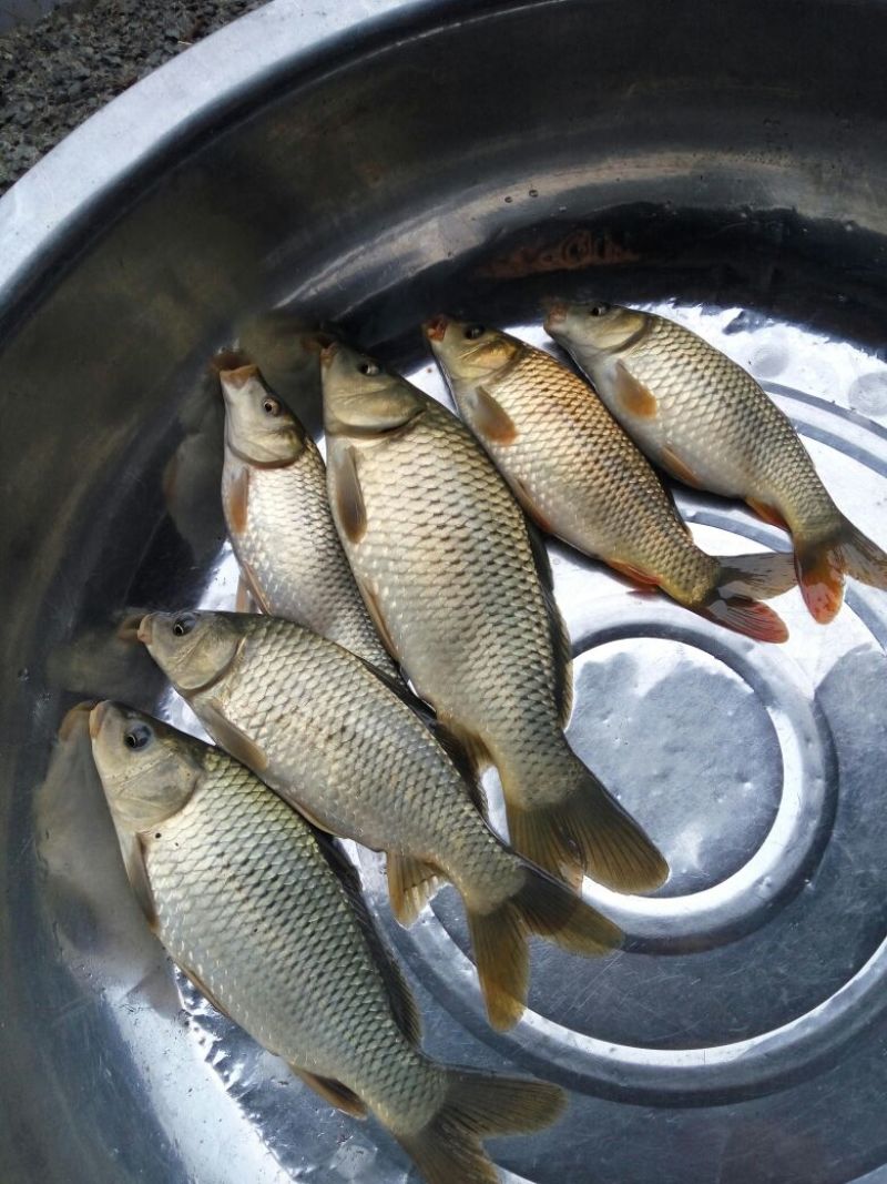 池鲤鱼食用0.5~1公斤