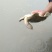 鳖1~3斤