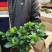栀子花盆栽带花苞室内观花植物四季开花枝枝花树苗好养浓香型