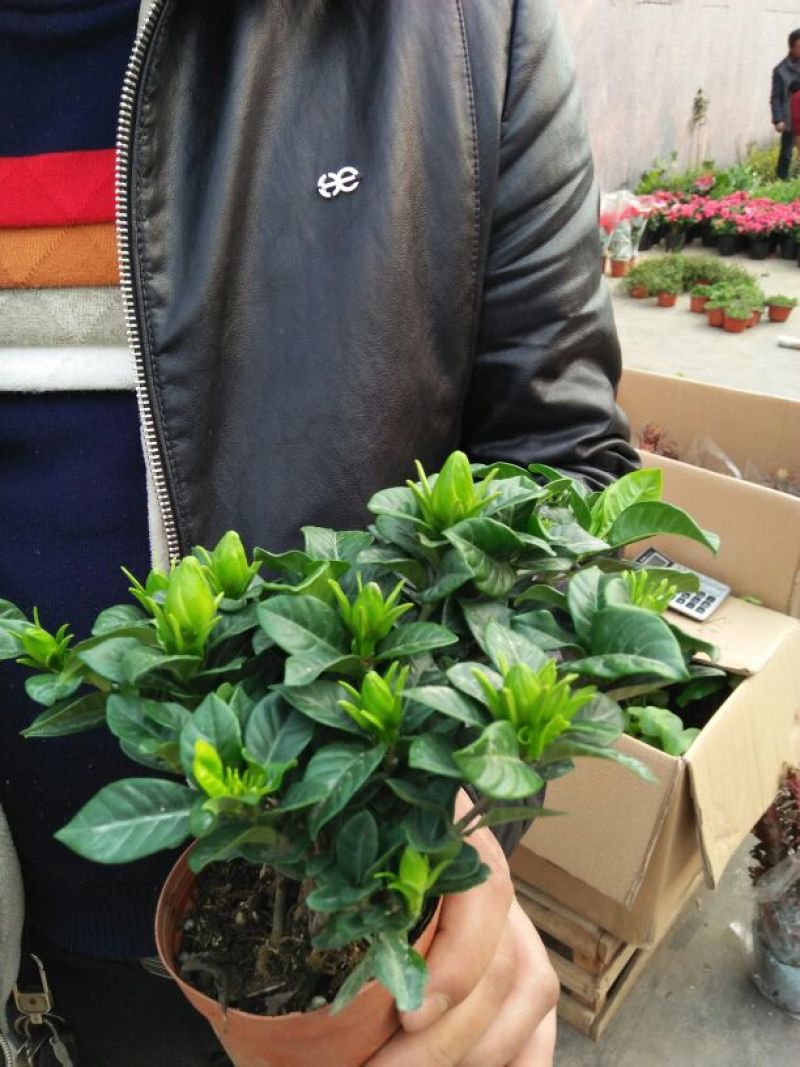 栀子花盆栽带花苞室内观花植物四季开花枝枝花树苗好养浓香型