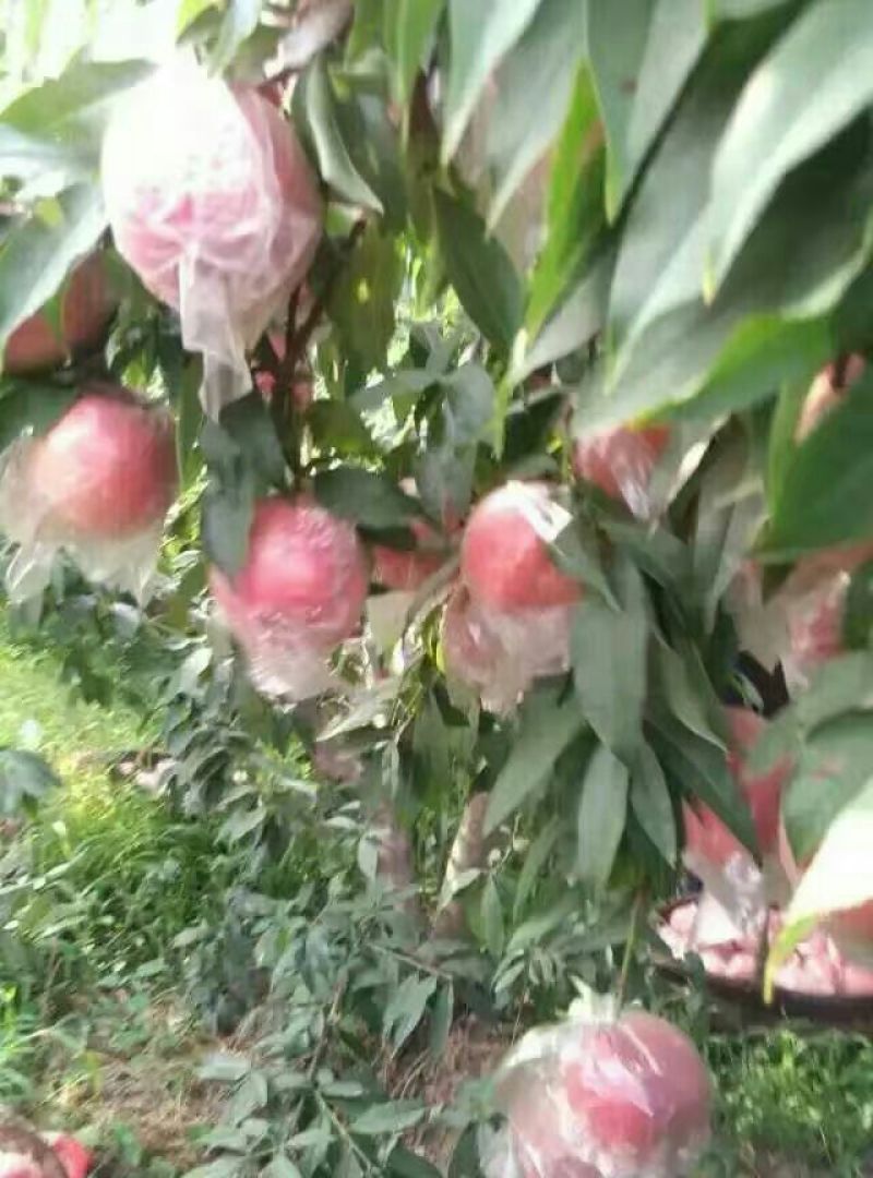 毛桃75mm以上