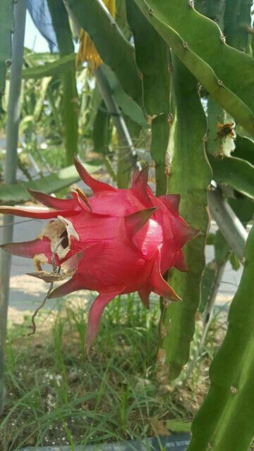 海南东方市红心火龙果 中(5-7两)批发_胡伟峰供