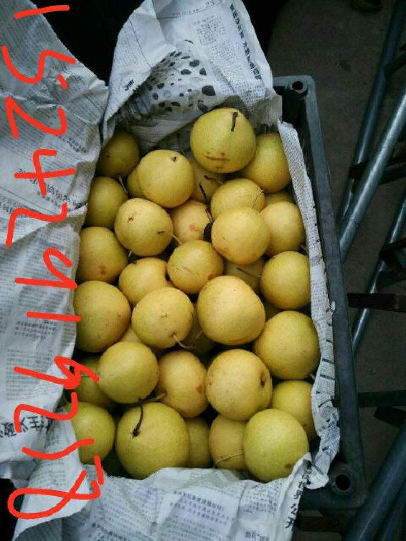 京白梨150~200g纸箱