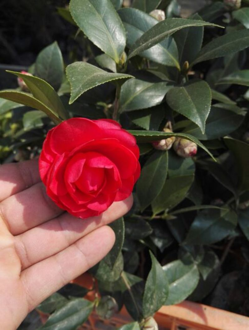茶花树